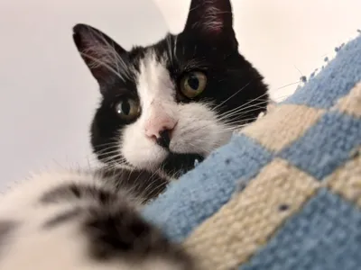 Des couvertures pour les animaux à l'adoption