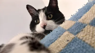 Des couvertures pour les animaux à l'adoption