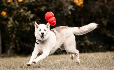 Attaque de chien à Luisant : une ancienne élue de Chartres blessée
