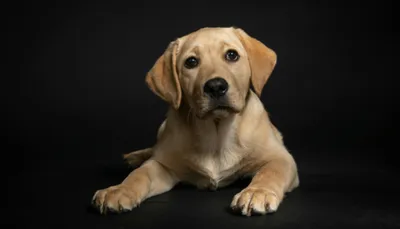 Le salon du bien-être animal revient au jardin Kellermann à Châteaudun