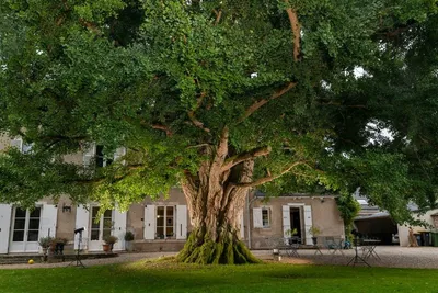 LOIRET – Votez pour l'arbre européen de l'année