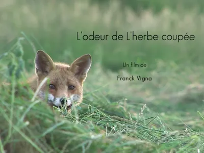 Focus sur le renard à Cloyes