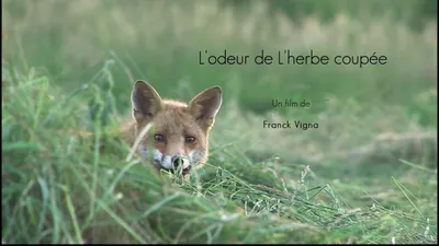 Focus sur le renard à Cloyes