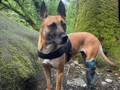 Une chienne recherchée après un accident