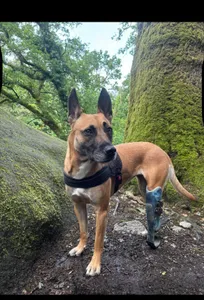 Une chienne recherchée après un accident