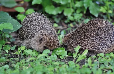 🔊 À Sérazereux la SPDA recueille aussi la faune sauvage