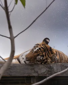 Trois nocturnes en août au Refuge La Tanière