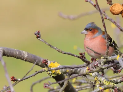 🔊 Dix nouvelles espèces d'oiseaux observées à Louville-la-Chenard