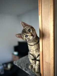 Une décennie à protéger les chats sauvages dans le Dunois