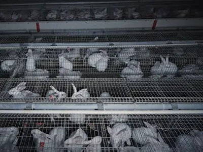 L214 mobilisé contre les pratiques dans les élevages de lapins