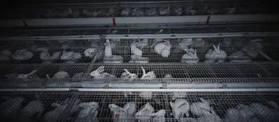 L214 mobilisé contre les pratiques dans les élevages de lapins