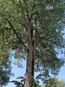 Un arbre fendu, menançant de céder, a été coupé