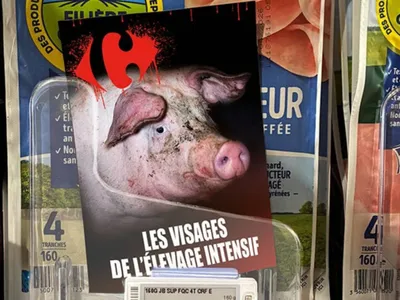 Les élevages intensifs de nouveau dénoncés par L214 