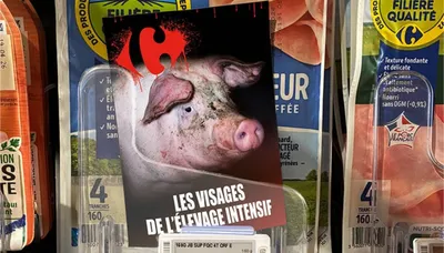 Les élevages intensifs de nouveau dénoncés par L214 