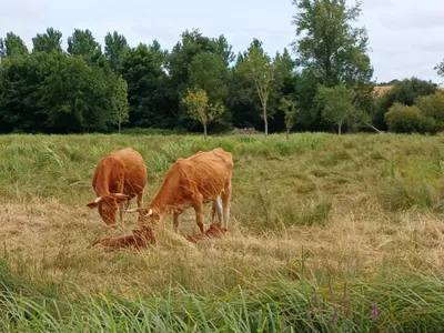 Les éleveurs invités à se renseigner sur la Dermatose Nodulaire 