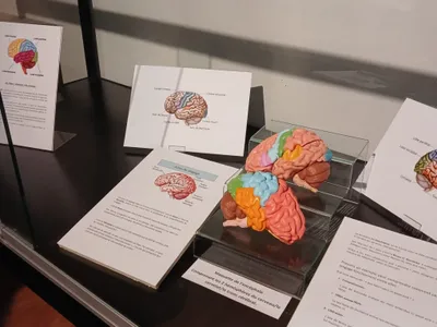  🔊 Une plongée dans les méandres du cerveau au musée de Châteaudun