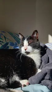 🔊 Se séparer de son animal, un déchirement pour les seniors