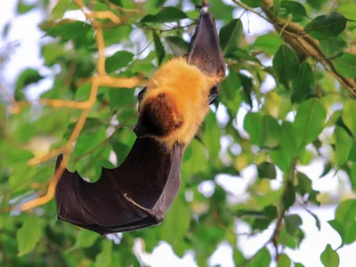 Partez à la découverte des chauves-souris lors d’une soirée...