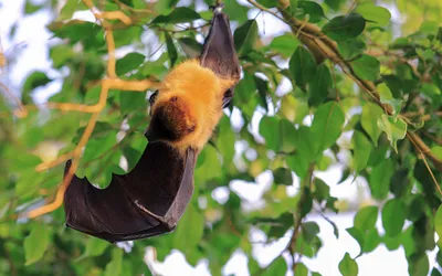 Partez à la découverte des chauves-souris lors d’une soirée...
