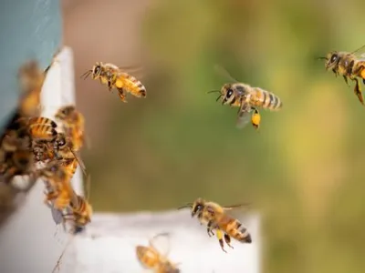 Une conférence sur « La Colonie des abeilles » dimanche