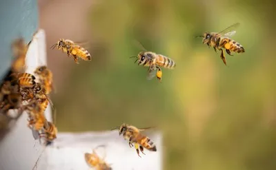 Une conférence sur « La Colonie des abeilles » dimanche