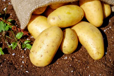 100% de produits locaux dans les assiettes pendant deux semaines 