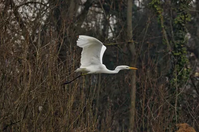 Un héron blanc piégé dans un arbre