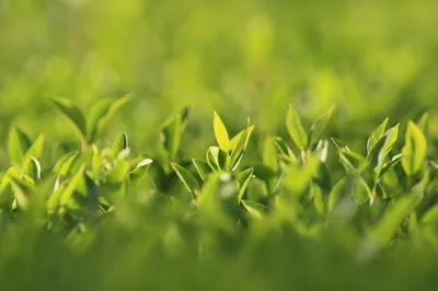 Un verger bientôt planté à Orrouer