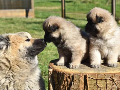 Le salon du chiot revient ce week-end à Chartres
