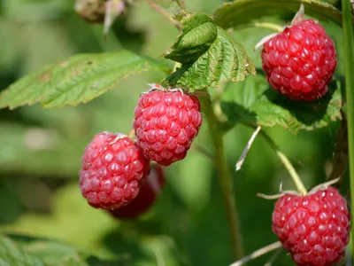 🔊 Un Festival de la Framboise encore plus gourmand