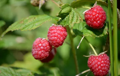 🔊 Un Festival de la Framboise encore plus gourmand