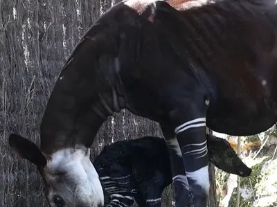 Carnet rose au ZooParc de Beauval : un bébé okapi est né en plein...