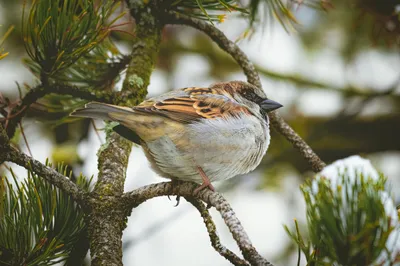 Un comptage d'oiseaux à Mainvilliers