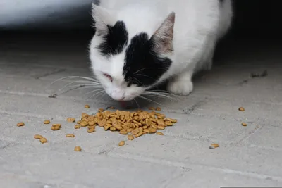 Appel aux dons pour les chats de Champhol