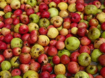 21e édition de la Fête de la Pomme