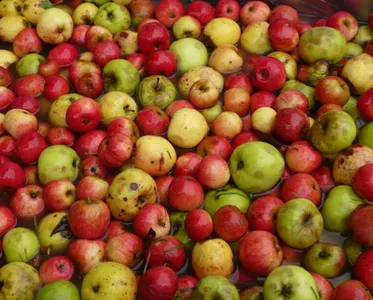 21e édition de la Fête de la Pomme