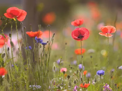 La Fête du coquelicot revient à Luisant