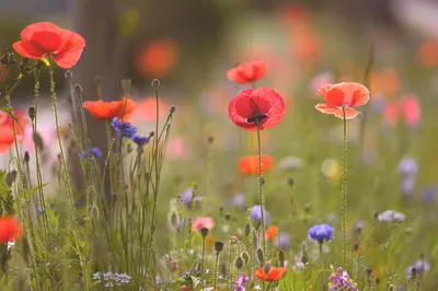 La Fête du coquelicot revient à Luisant