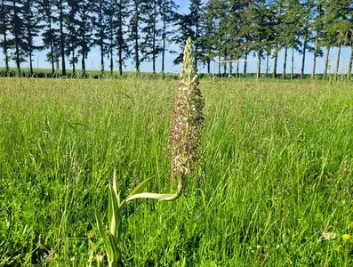 LOIRET - Quand la nature reprend ses droits : deux orchidées...