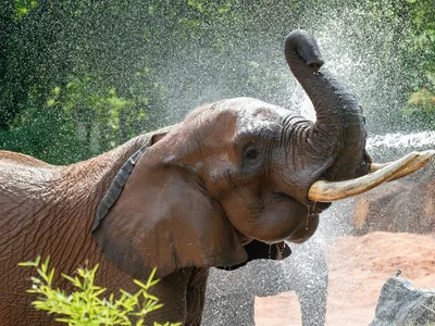 Zoo d’Amnéville : Niko, l’éléphant d’Afrique est mort