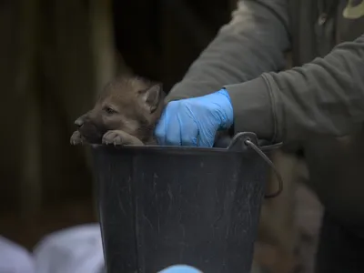 Carnet rose : une portée de neuf louveteaux au parc animalier de...