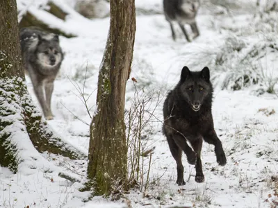 Le parc animalier de Sainte Croix est ouvert pendant les vacances...