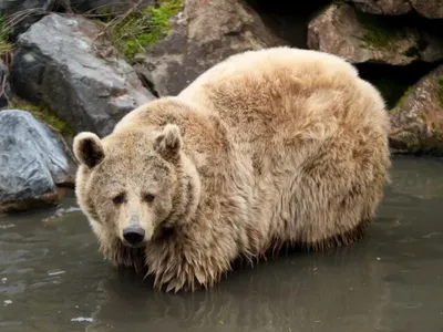 Parc Animalier de Sainte-Croix : l’ours brun Volga est morte
