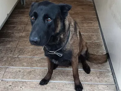 DINO : un chien de la police de Metz meurt en service 