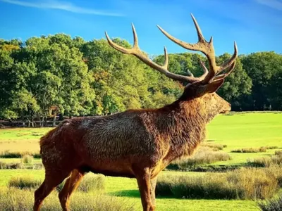 Parc Animalier de Sainte Croix : les bons chiffres de 2025