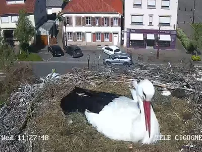 Carnet rose : un premier cigogneau est né sur le toit de la mairie...