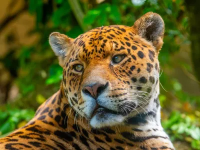 Zoo d’Amnéville : un jaguar vient d’arriver en Lorraine