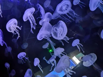 « Moches 2 ! » : une exposition splendide au Muséum-Aquarium de Nancy