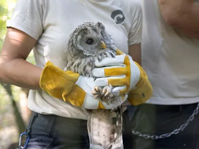 Parc de Sainte-Croix : 20 chouettes de l’Oural réintroduites en...