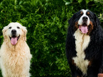 Casting de Woof : l'Euro-Métropole de Metz part à la recherche de...